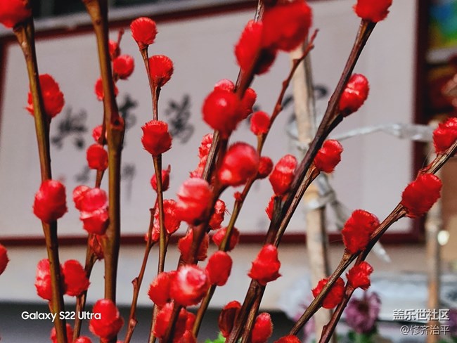 【紅紅火火過大年】插上一瓶紅火的銀柳