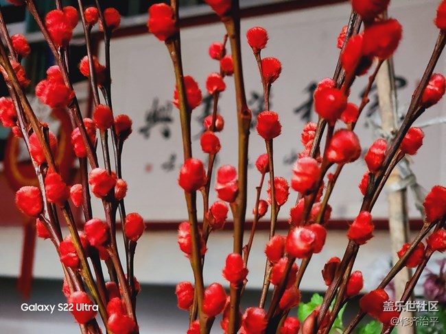 【紅紅火火過大年】插上一瓶紅火的銀柳