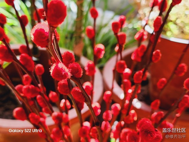 【紅紅火火過大年】插上一瓶紅火的銀柳