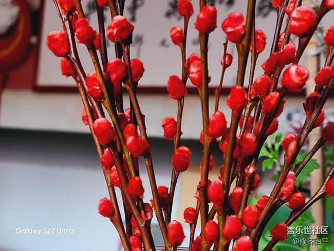 【紅紅火火過大年】插上一瓶紅火的銀柳