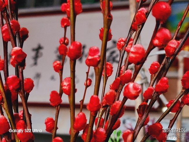 【紅紅火火過大年】插上一瓶紅火的銀柳