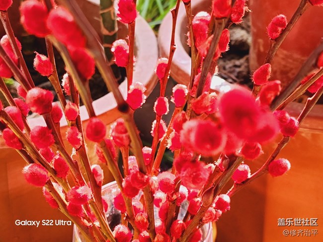 【紅紅火火過大年】插上一瓶紅火的銀柳