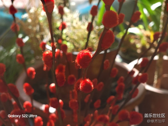 【紅紅火火過大年】插上一瓶紅火的銀柳
