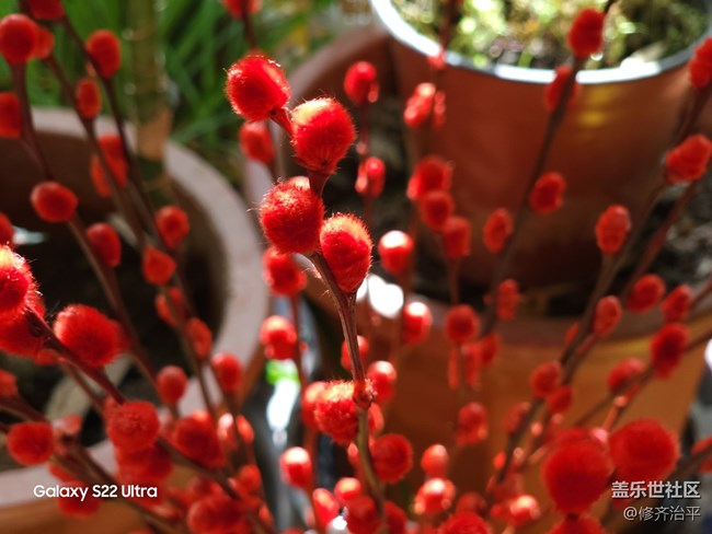 【紅紅火火過大年】插上一瓶紅火的銀柳