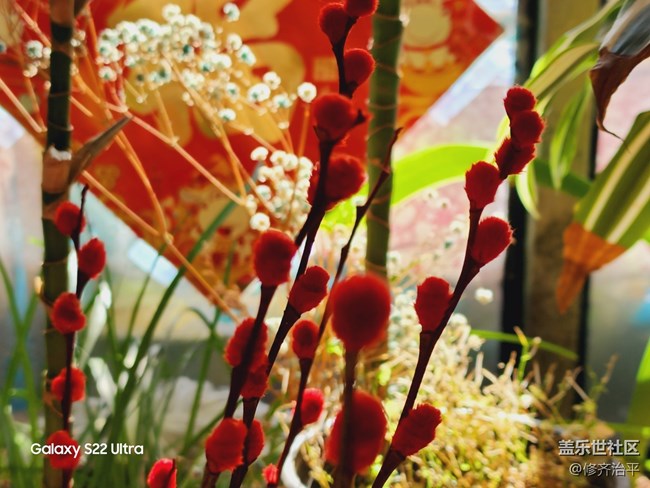 【紅紅火火過大年】插上一瓶紅火的銀柳