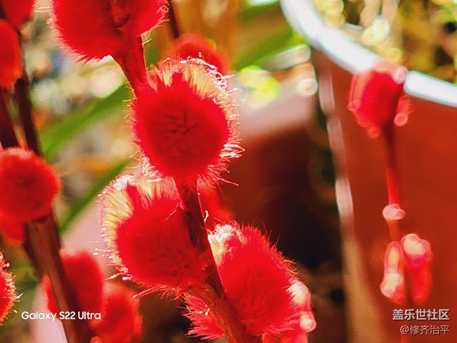 【紅紅火火過大年】插上一瓶紅火的銀柳