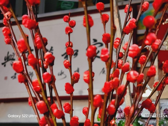 【紅紅火火過大年】插上一瓶紅火的銀柳