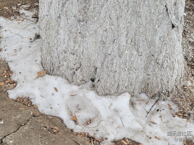 故鄉(xiāng)之思+白雪