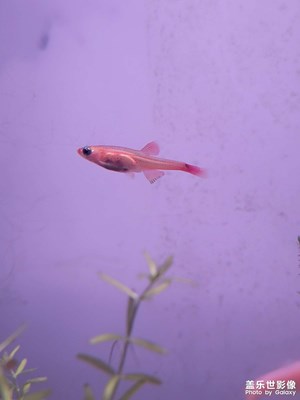 【時光靜好】夜賞魚蝦