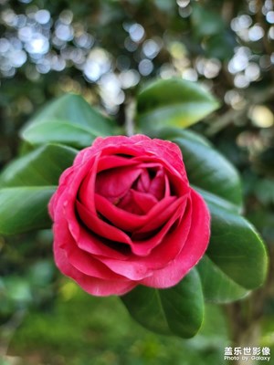 賞茶花
