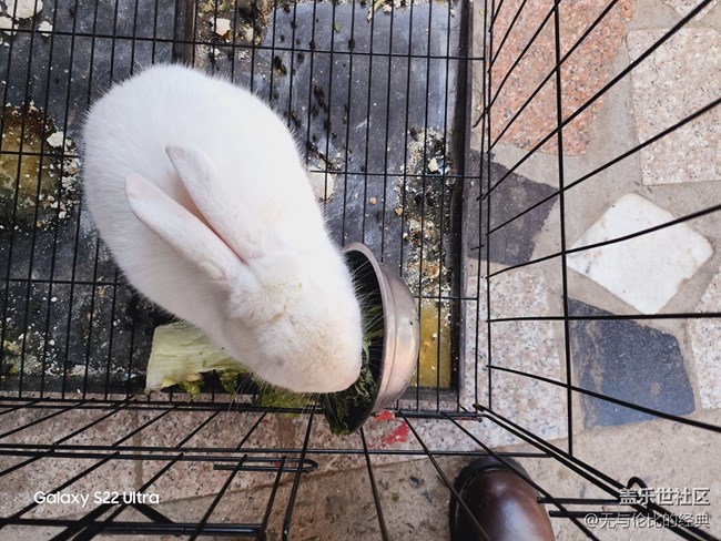 【兔年尋兔】耳朵長(zhǎng)又長(zhǎng)