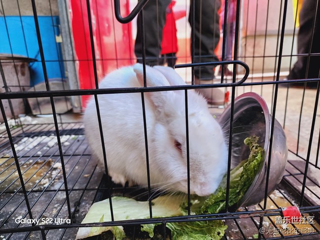 【兔年尋兔】耳朵長(zhǎng)又長(zhǎng)