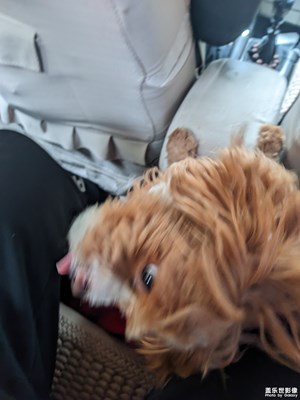 【新年快樂(lè)】之小動(dòng)物