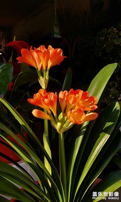 那些花兒