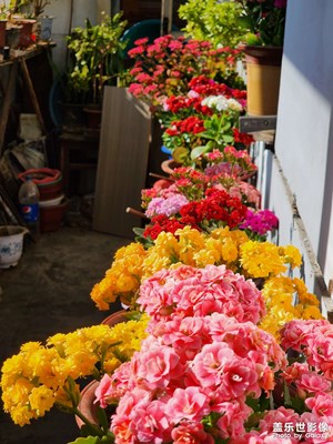 花團錦簇