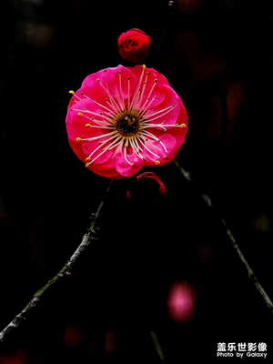 紅梅
