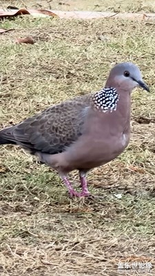 珠頸斑鳩