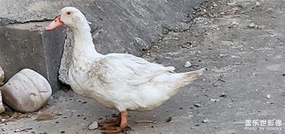 烏拉烏拉烏拉烏拉