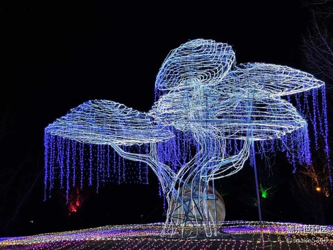 【我在盛京拍花燈】一個(gè)字“絕”