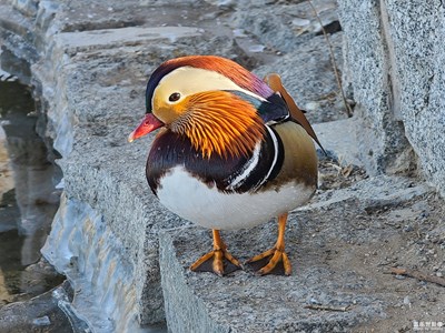 【靜美時分】+鴛鴦戲水