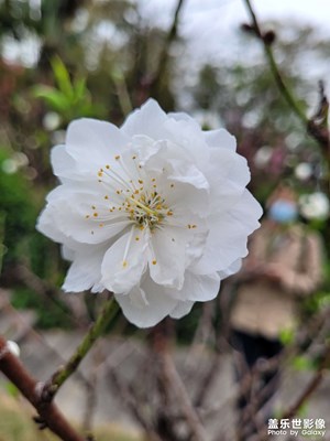 【靜美時(shí)分】靜花6