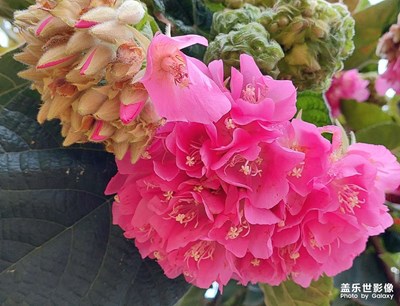 【靜美時(shí)分】非洲芙蓉花