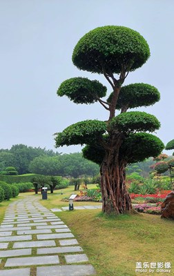 【靜美時(shí)分】園林美