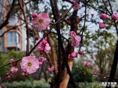 梅花