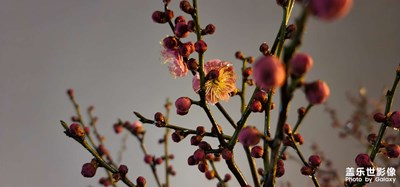 日常精拍（夜雨桃花園）