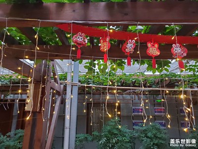 【靜美時分】+ 植物和燈光
