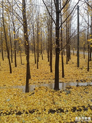 銀杏葉