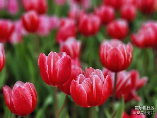 【春暖花開】+郁金香花開