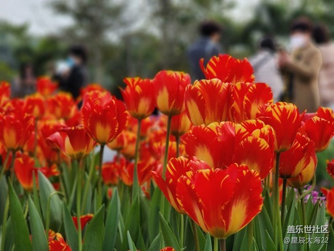 【春暖花開】+郁金香花開