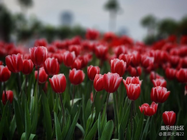 【春暖花開】+郁金香花開