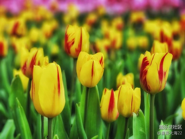 【春暖花開】+郁金香花開