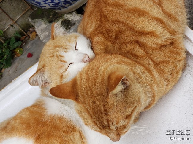 【隆冬之際】冬日貓球