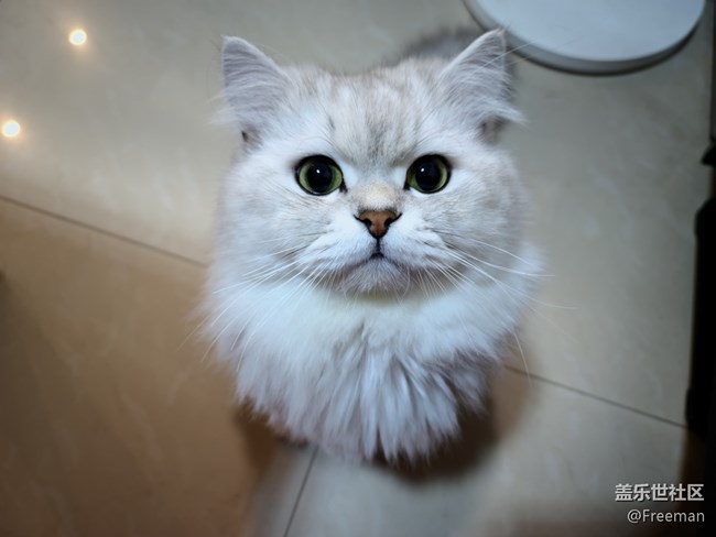 【隆冬之際】冬日貓球