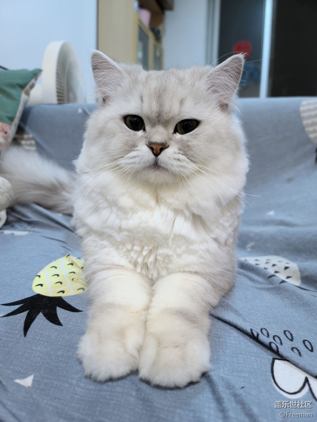 【隆冬之際】冬日貓球