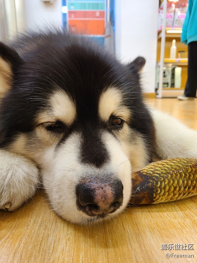 【隆冬之際】冬日貓球