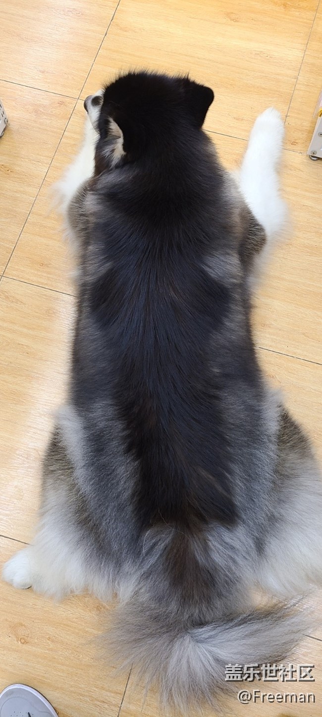 【隆冬之際】冬日貓球