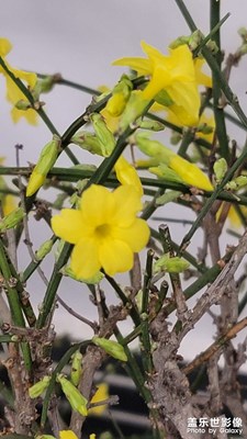 春天來了，迎春花兒開