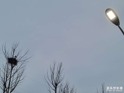 【靜美時(shí)分】+鳥窩