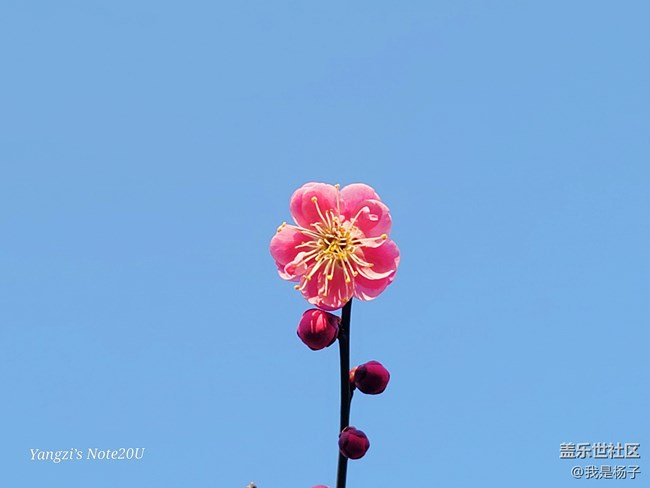 【春暖花開】+小園尋梅