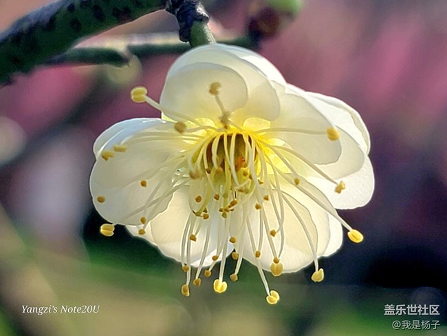 【春暖花開】+小園尋梅