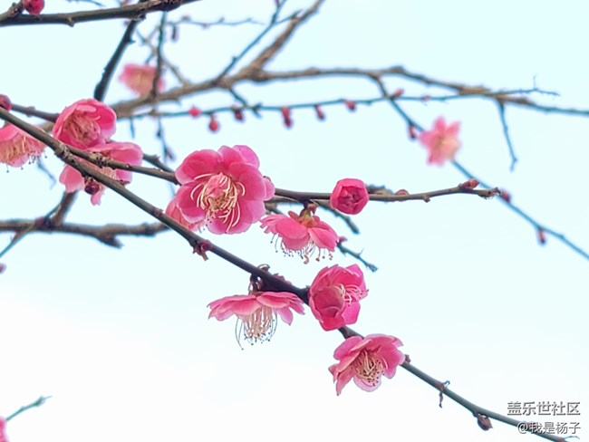 【春暖花開】+小園尋梅