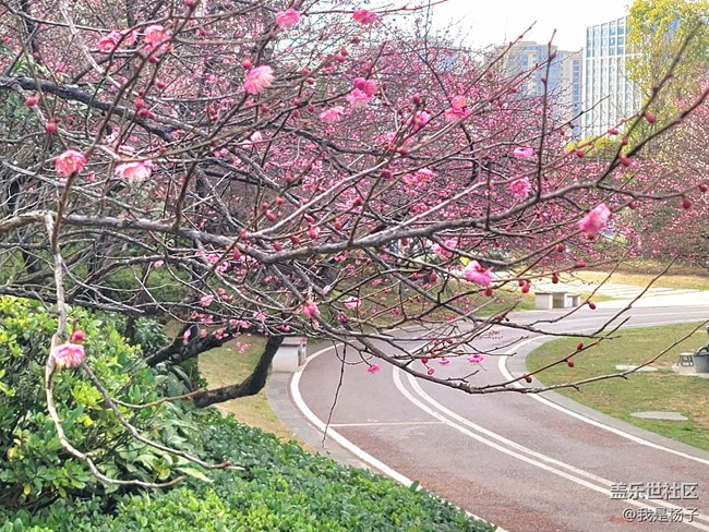 【春暖花開】+小園尋梅