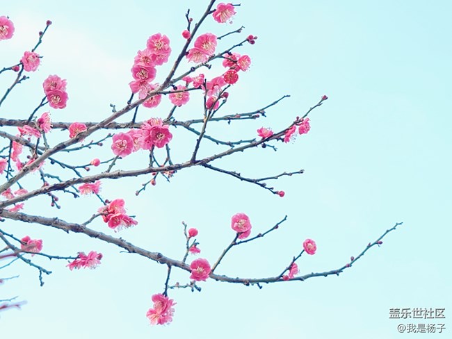 【春暖花开】+小园寻梅
