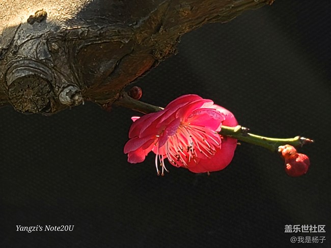 【春暖花開】+小園尋梅