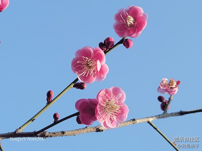 【春暖花開】+小園尋梅