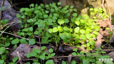 日常隨拍之（山洞里的小草）